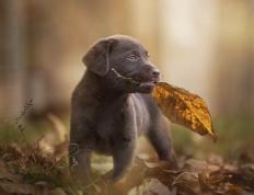 开云体育登录-门迪离奇失误葬送好局，波兰闪电战一波带走加纳