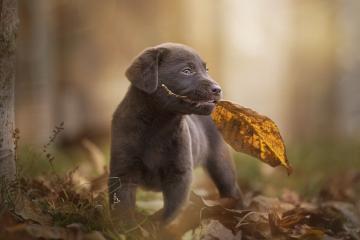 开云体育登录-门迪离奇失误葬送好局，波兰闪电战一波带走加纳